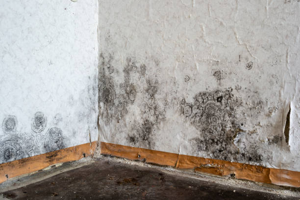 Mold Removal Process in Montana City, MT